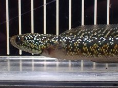 画像3: 【淡水魚】【通販】極上個体 No3 金天目 雷龍 gold tenmoku snakehead【個体販売】(±14cm)（生体）（熱帯魚）NKO (3)