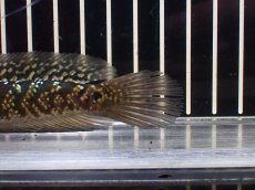 画像5: 【淡水魚】【通販】極上個体 No3 金天目 雷龍 gold tenmoku snakehead【個体販売】(±14cm)（生体）（熱帯魚）NKO (5)