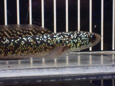 画像6: 【淡水魚】【通販】極上個体 No3 金天目 雷龍 gold tenmoku snakehead【個体販売】(±14cm)（生体）（熱帯魚）NKO (6)