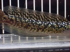 画像7: 【淡水魚】【通販】極上個体 No3 金天目 雷龍 gold tenmoku snakehead【個体販売】(±14cm)（生体）（熱帯魚）NKO (7)