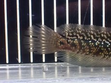 画像8: 【淡水魚】【通販】極上個体 No3 金天目 雷龍 gold tenmoku snakehead【個体販売】(±14cm)（生体）（熱帯魚）NKO (8)