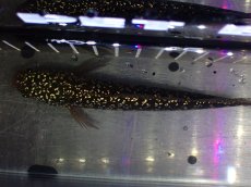 画像9: 【淡水魚】【通販】極上個体 No3 金天目 雷龍 gold tenmoku snakehead【個体販売】(±14cm)（生体）（熱帯魚）NKO (9)