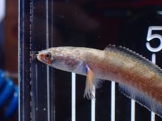 画像5: 【淡水魚】【通販】No1 アイズファイヤースネークヘッド【個体販売】(±9cm)（大型魚・スネークヘッド）（生体）（熱帯魚）NKO (5)