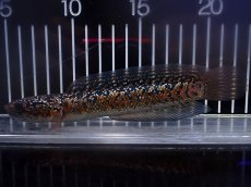 画像1: 【淡水魚】【通販】No1 極上個体 No1 ウルトラレッド金天目 雷龍 super red gold tenmoku snakehead（生体）（熱帯魚）NKO (1)