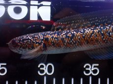 画像2: 【淡水魚】【通販】No1 極上個体 No1 ウルトラレッド金天目 雷龍 super red gold tenmoku snakehead（生体）（熱帯魚）NKO (2)