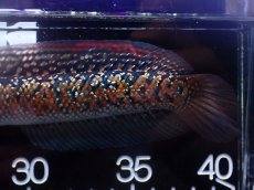 画像3: 【淡水魚】【通販】No1 極上個体 No1 ウルトラレッド金天目 雷龍 super red gold tenmoku snakehead（生体）（熱帯魚）NKO (3)