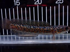 画像4: 【淡水魚】【通販】No1 極上個体 No1 ウルトラレッド金天目 雷龍 super red gold tenmoku snakehead（生体）（熱帯魚）NKO (4)