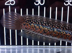 画像6: 【淡水魚】【通販】No1 極上個体 No1 ウルトラレッド金天目 雷龍 super red gold tenmoku snakehead（生体）（熱帯魚）NKO (6)