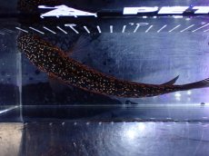 画像7: 【淡水魚】【通販】No1 極上個体 No1 ウルトラレッド金天目 雷龍 super red gold tenmoku snakehead（生体）（熱帯魚）NKO (7)