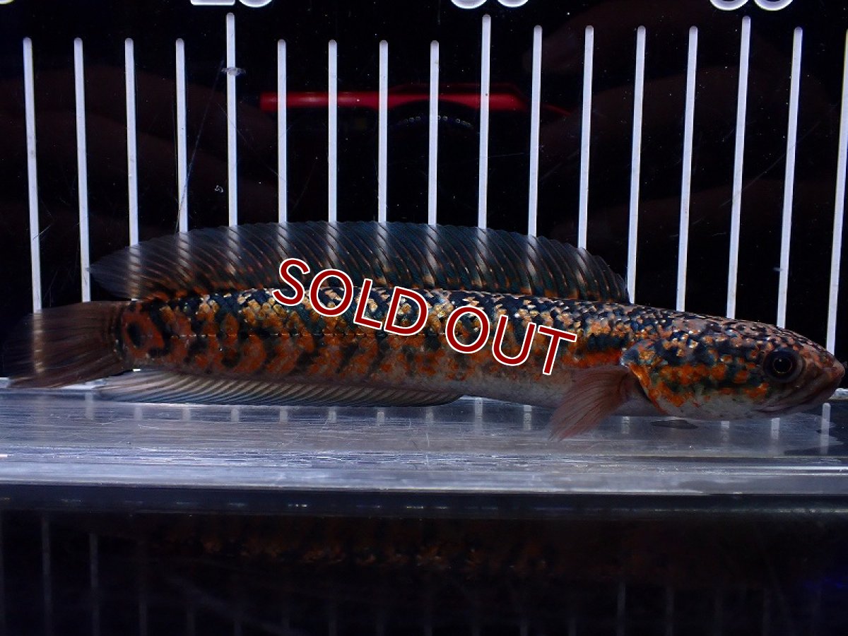 画像1: 【淡水魚】【通販】No2 極上個体 No1 ウルトラレッド金天目 雷龍 super red gold tenmoku snakehead（生体）（熱帯魚）NKO (1)