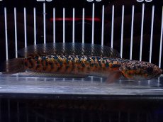 画像1: 【淡水魚】【通販】No2 極上個体 No1 ウルトラレッド金天目 雷龍 super red gold tenmoku snakehead（生体）（熱帯魚）NKO (1)