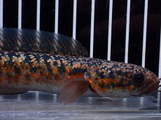 画像2: 【淡水魚】【通販】No2 極上個体 No1 ウルトラレッド金天目 雷龍 super red gold tenmoku snakehead（生体）（熱帯魚）NKO (2)