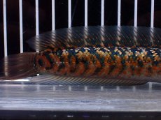 画像3: 【淡水魚】【通販】No2 極上個体 No1 ウルトラレッド金天目 雷龍 super red gold tenmoku snakehead（生体）（熱帯魚）NKO (3)