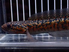 画像5: 【淡水魚】【通販】No2 極上個体 No1 ウルトラレッド金天目 雷龍 super red gold tenmoku snakehead（生体）（熱帯魚）NKO (5)