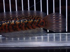 画像6: 【淡水魚】【通販】No2 極上個体 No1 ウルトラレッド金天目 雷龍 super red gold tenmoku snakehead（生体）（熱帯魚）NKO (6)