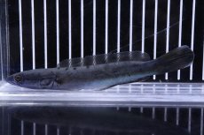画像1: 【淡水魚】【通販】超激レア 突然変異 エンペラースネークヘッド ワイルド【個体販売】(±14cm)（大型魚・スネークヘッド）（生体）（熱帯魚）NKO (1)