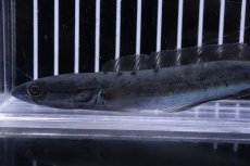 画像2: 【淡水魚】【通販】超激レア 突然変異 エンペラースネークヘッド ワイルド【個体販売】(±14cm)（大型魚・スネークヘッド）（生体）（熱帯魚）NKO (2)