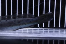 画像3: 【淡水魚】【通販】超激レア 突然変異 エンペラースネークヘッド ワイルド【個体販売】(±14cm)（大型魚・スネークヘッド）（生体）（熱帯魚）NKO (3)