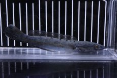 画像4: 【淡水魚】【通販】超激レア 突然変異 エンペラースネークヘッド ワイルド【個体販売】(±14cm)（大型魚・スネークヘッド）（生体）（熱帯魚）NKO (4)