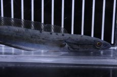 画像5: 【淡水魚】【通販】超激レア 突然変異 エンペラースネークヘッド ワイルド【個体販売】(±14cm)（大型魚・スネークヘッド）（生体）（熱帯魚）NKO (5)