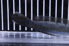 画像6: 【淡水魚】【通販】超激レア 突然変異 エンペラースネークヘッド ワイルド【個体販売】(±14cm)（大型魚・スネークヘッド）（生体）（熱帯魚）NKO (6)