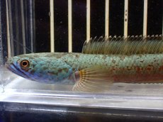 画像2: 【淡水魚】【通販】大特価 No1 チャンナ sp ゴールドダスト【個体販売】(±12cm)（大型魚・スネーク）（生体）（熱帯魚）NKO (2)