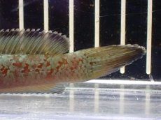 画像4: 【淡水魚】【通販】大特価 No1 チャンナ sp ゴールドダスト【個体販売】(±12cm)（大型魚・スネーク）（生体）（熱帯魚）NKO (4)