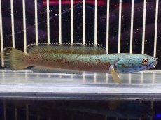 画像5: 【淡水魚】【通販】大特価 No1 チャンナ sp ゴールドダスト【個体販売】(±12cm)（大型魚・スネーク）（生体）（熱帯魚）NKO (5)