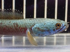 画像6: 【淡水魚】【通販】大特価 No1 チャンナ sp ゴールドダスト【個体販売】(±12cm)（大型魚・スネーク）（生体）（熱帯魚）NKO (6)