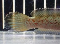 画像8: 【淡水魚】【通販】大特価 No1 チャンナ sp ゴールドダスト【個体販売】(±12cm)（大型魚・スネーク）（生体）（熱帯魚）NKO (8)