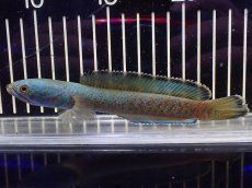 画像5: 【淡水魚】【通販】極上個体 No2 チャンナ sp ゴールドダスト【個体販売】(±15cm)（大型魚・スネーク）（生体）（熱帯魚）NKO (5)