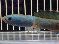 画像6: 【淡水魚】【通販】極上個体 No2 チャンナ sp ゴールドダスト【個体販売】(±15cm)（大型魚・スネーク）（生体）（熱帯魚）NKO (6)