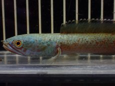 画像2: 【淡水魚】【通販】大特価 No3 チャンナ sp ゴールドダスト【個体販売】(±14cm)（大型魚・スネーク）（生体）（熱帯魚）NKO (2)