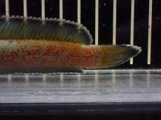 画像4: 【淡水魚】【通販】大特価 No3 チャンナ sp ゴールドダスト【個体販売】(±14cm)（大型魚・スネーク）（生体）（熱帯魚）NKO (4)