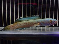 画像5: 【淡水魚】【通販】大特価 No3 チャンナ sp ゴールドダスト【個体販売】(±14cm)（大型魚・スネーク）（生体）（熱帯魚）NKO (5)