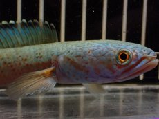 画像6: 【淡水魚】【通販】大特価 No3 チャンナ sp ゴールドダスト【個体販売】(±14cm)（大型魚・スネーク）（生体）（熱帯魚）NKO (6)