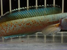 画像7: 【淡水魚】【通販】大特価 No3 チャンナ sp ゴールドダスト【個体販売】(±14cm)（大型魚・スネーク）（生体）（熱帯魚）NKO (7)