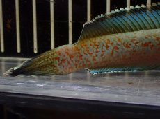 画像8: 【淡水魚】【通販】大特価 No3 チャンナ sp ゴールドダスト【個体販売】(±14cm)（大型魚・スネーク）（生体）（熱帯魚）NKO (8)