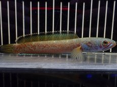 画像1: 【淡水魚】【通販】大特価 No4 チャンナ sp ゴールドダスト【個体販売】(±15cm)（大型魚・スネーク）（生体）（熱帯魚）NKO (1)