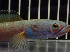 画像2: 【淡水魚】【通販】大特価 No4 チャンナ sp ゴールドダスト【個体販売】(±15cm)（大型魚・スネーク）（生体）（熱帯魚）NKO (2)