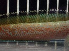 画像3: 【淡水魚】【通販】大特価 No4 チャンナ sp ゴールドダスト【個体販売】(±15cm)（大型魚・スネーク）（生体）（熱帯魚）NKO (3)