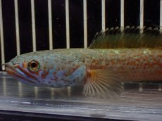 画像6: 【淡水魚】【通販】大特価 No4 チャンナ sp ゴールドダスト【個体販売】(±15cm)（大型魚・スネーク）（生体）（熱帯魚）NKO (6)