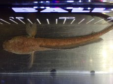 画像9: 【淡水魚】【通販】大特価 No4 チャンナ sp ゴールドダスト【個体販売】(±15cm)（大型魚・スネーク）（生体）（熱帯魚）NKO (9)