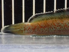 画像4: 【淡水魚】【通販】大特価 No5 チャンナ sp ゴールドダスト【個体販売】(±12cm)（大型魚・スネーク）（生体）（熱帯魚）NKO (4)