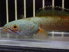 画像6: 【淡水魚】【通販】大特価 No5 チャンナ sp ゴールドダスト【個体販売】(±12cm)（大型魚・スネーク）（生体）（熱帯魚）NKO (6)