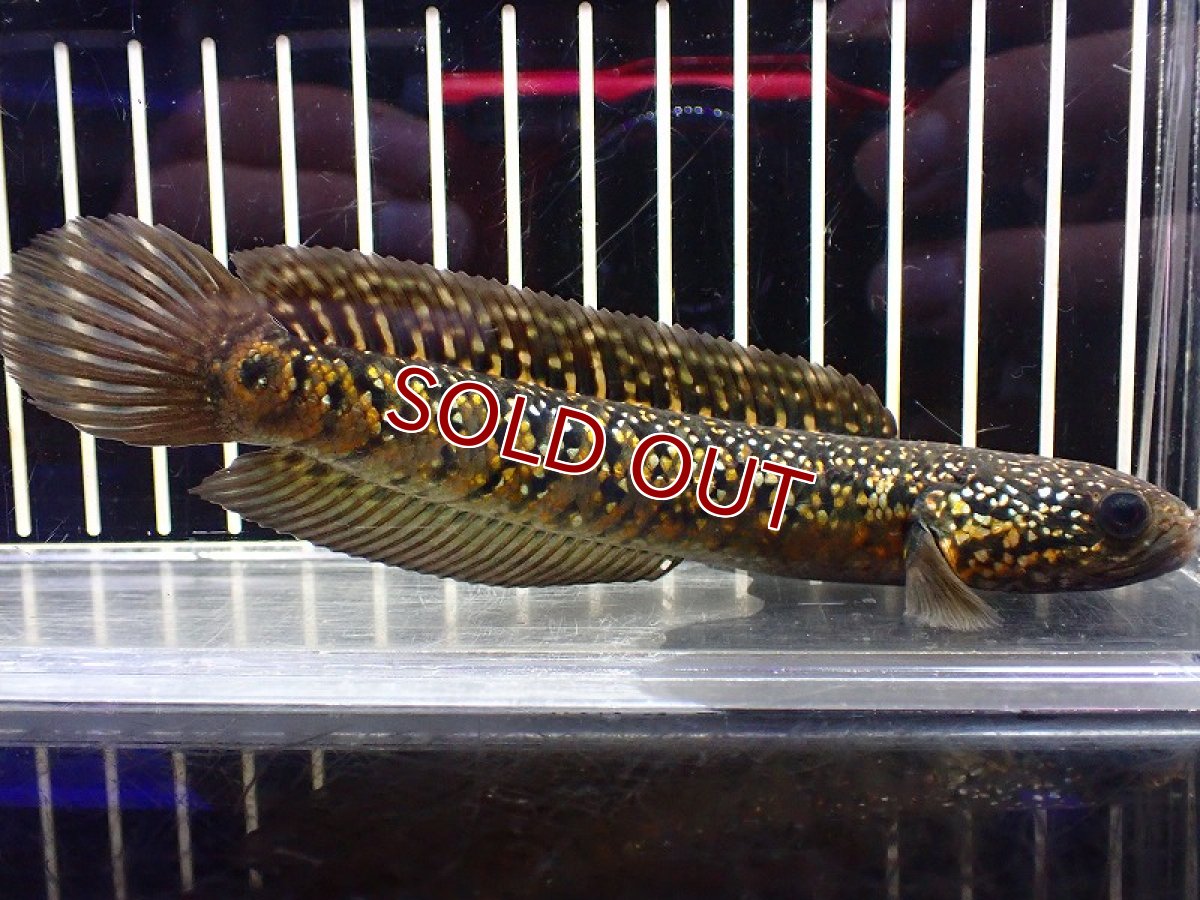 画像1: 【淡水魚】【通販】激安 売り切りセール No1 金天目 雷龍 gold tenmoku snakehead【個体販売】（生体）（熱帯魚）NKO (1)