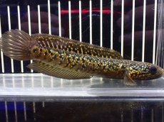 画像1: 【淡水魚】【通販】激安 売り切りセール No1 金天目 雷龍 gold tenmoku snakehead【個体販売】（生体）（熱帯魚）NKO (1)