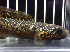 画像2: 【淡水魚】【通販】激安 売り切りセール No1 金天目 雷龍 gold tenmoku snakehead【個体販売】（生体）（熱帯魚）NKO (2)