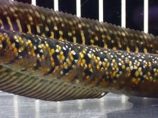 画像3: 【淡水魚】【通販】激安 売り切りセール No1 金天目 雷龍 gold tenmoku snakehead【個体販売】（生体）（熱帯魚）NKO (3)