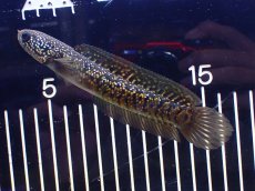 画像5: 【淡水魚】【通販】激安 売り切りセール No1 金天目 雷龍 gold tenmoku snakehead【個体販売】（生体）（熱帯魚）NKO (5)